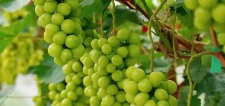 俄罗斯专享会·(中国区)官网